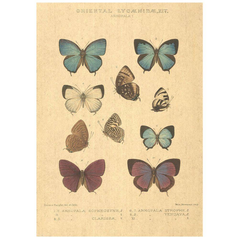 Flax Art Poster | Encyclopedia Butterfly B | FWP-AP-EN2B